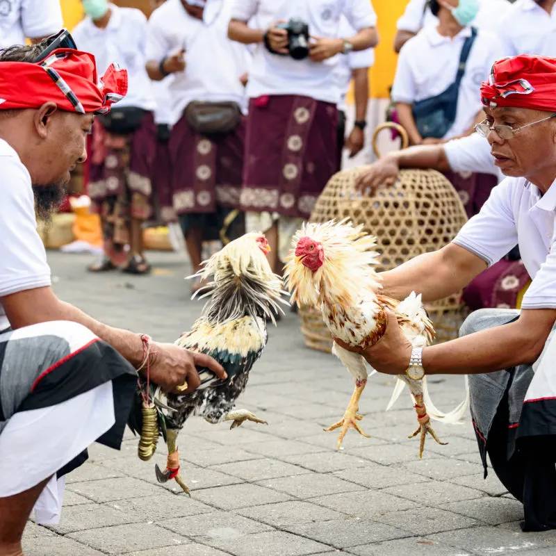Đá Gà Cựa Sắt Thomo: Cuộc Chiến Đỉnh Cao Của Chiến Kê 1 Đá Gà Cựa Sắt Thomo: Cuộc Chiến Đỉnh Cao Của Chiến Kê